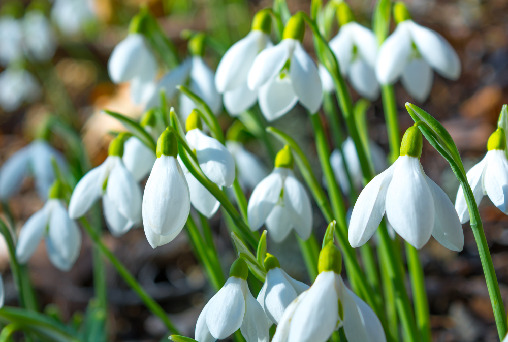 Snowdrops